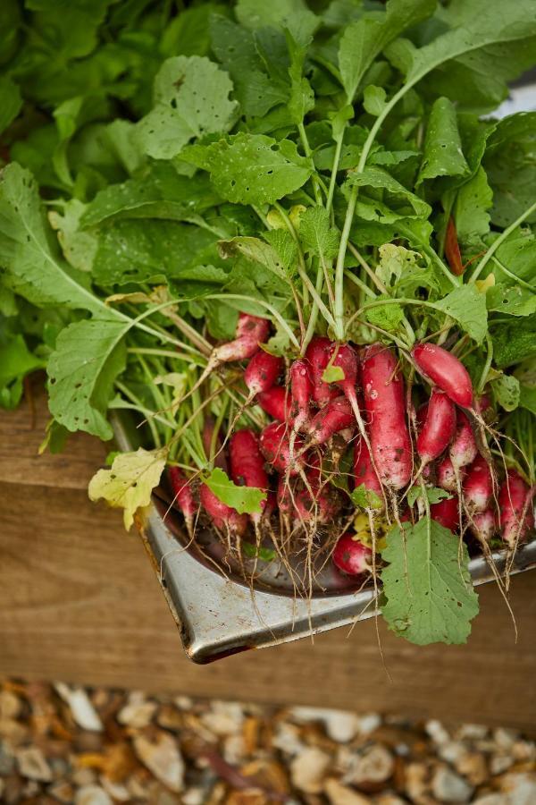 科斯罕 梅休因阿姆斯宾馆酒店 外观 照片 Radishes